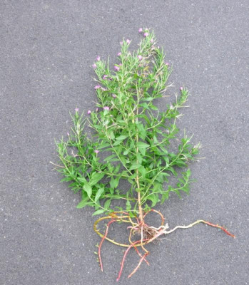 Epilobium.jpg