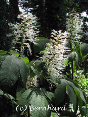 aesculus_parviflora_1.jpg