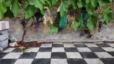 IMG-20190815-WA0021.jpeg