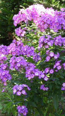 DSCN4618.JPG