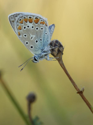 P8041588-.jpg