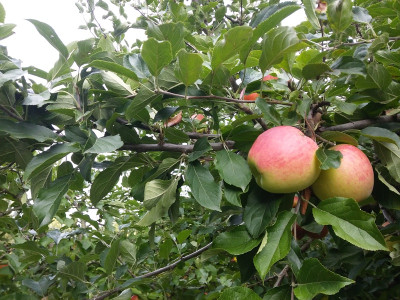 Apfel 121 Trieb.jpg