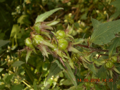 DSCN9421.jpg