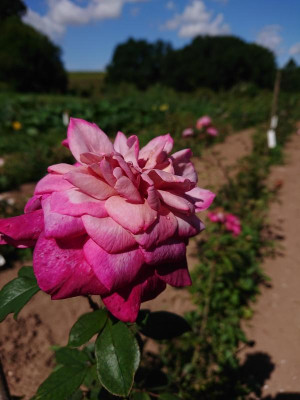 DSC_3236.JPG