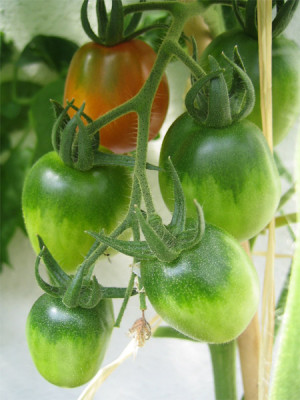 tomaten_23_juni_vesuvio.jpg