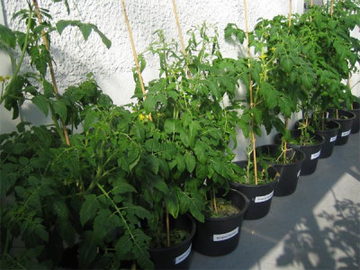 tomaten_23_juni_01.jpg