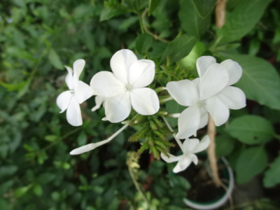 plumbago weiss.JPG