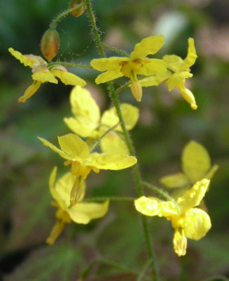 Epimedium_perralchicum_Frohnleiten.jpg
