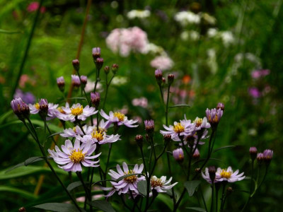 Harry Smith 2019-08-11 Westgarten Aster ageratoides (1).JPG