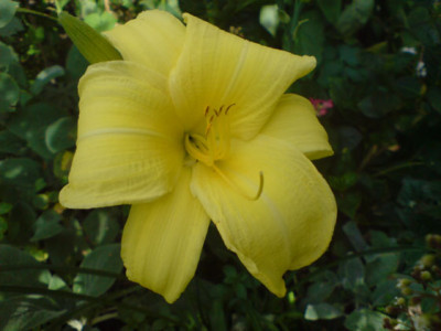 unbekannte_hemerocallis_1.JPG