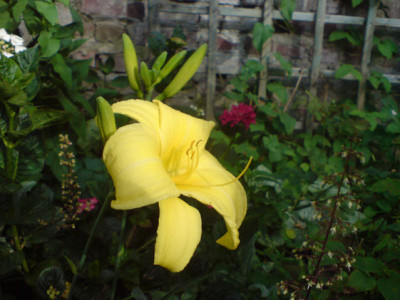 unbekannte_hemerocallis_2.JPG