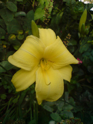 unbekannte_hemerocallis_3.JPG