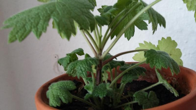 20190817_105106.jpg
