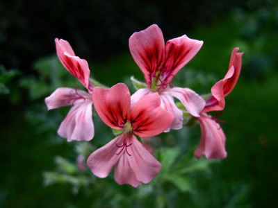 Pelargonium astrum 2019-08-12 DSCN4934.jpg