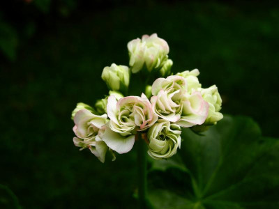 Apple blossom 2019-08-12 DSCN4923.jpg