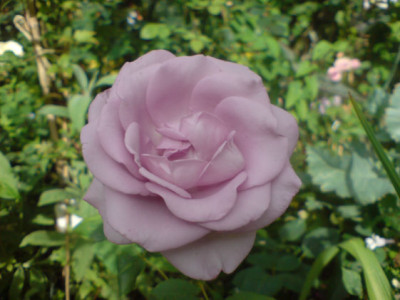 nile_bleu_1.JPG