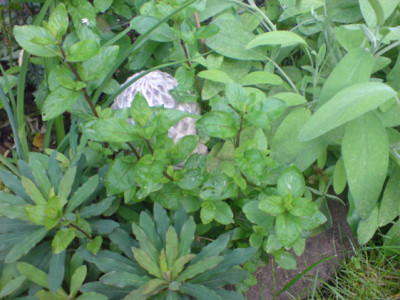rosenbegleiter_minzen3.JPG