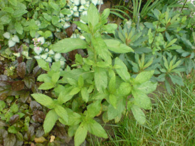 rosenbegleiter_minzen1.JPG