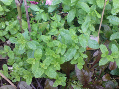 rosenbegleiter_minzen2.JPG