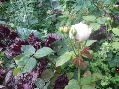rosenbegleiter_perilla.JPG