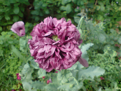 rosenbegleiter_gefuellter_mohn.JPG