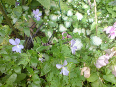 rosenbegleiter_cornuta_boughton_blue.JPG