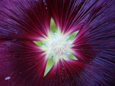 Stockrose_23.06.2007.JPG