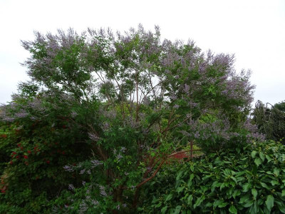 Vitex negundo August 2019.JPG