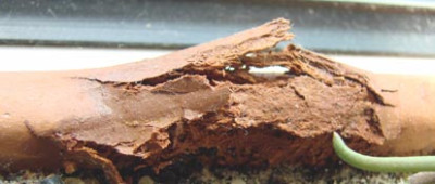Topffrass0607.JPG