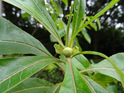 Franklinia alatamaha Knospe August 2019.JPG