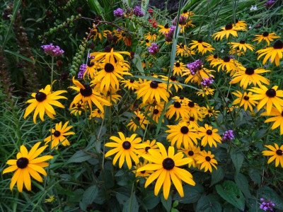 Rudbeckia fulgida Goldsturm August 2019.JPG
