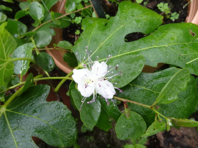 Kapernblüte.JPG
