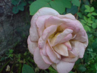 verblichene_juliane.JPG