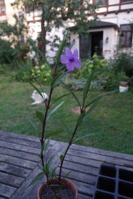 IMGP3984.JPG