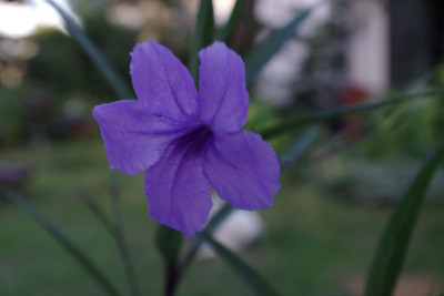 IMGP3985.JPG