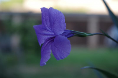 IMGP3988.JPG