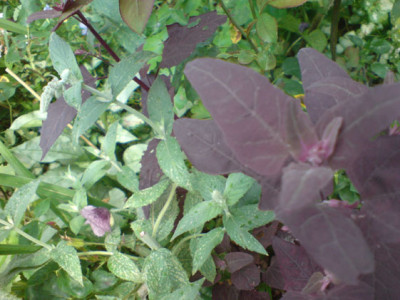 rosenbegleiter_rote_melde_und_feigenminze.JPG