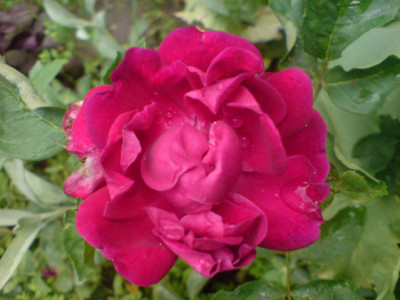 alsterufer_4.JPG