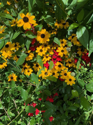 IMG_1443.jpeg