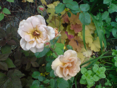 unbekannte_morbide_mit_heuchera_caramell.JPG