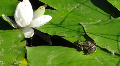 frosch01.jpg