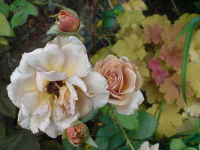 unbekannte_morbide_mit_heuchera_caramell2.JPG
