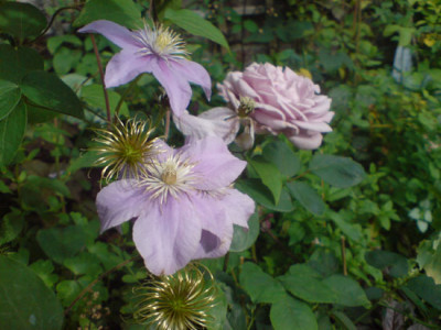 clematis_justa_mit_tarde_gris.JPG