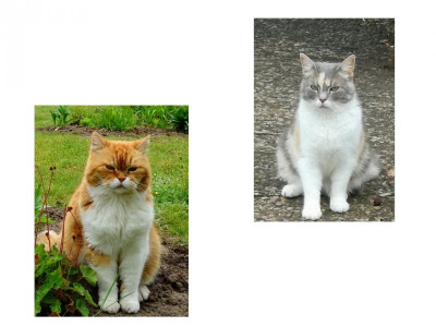 inCollage_20190819_200427563.jpg