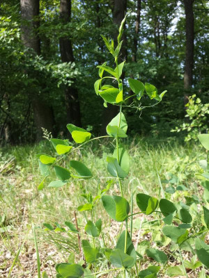 Vicia_pisiformis_sl1.jpg
