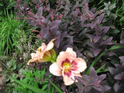 rosenbegleiter_Joe_Marinello_und_Purple_Emperor.jpg