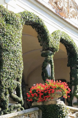 Ficus pumila (2).jpg
