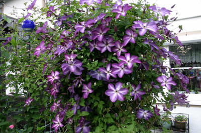 Cl.vit.Venosa_Violacea0507.jpg