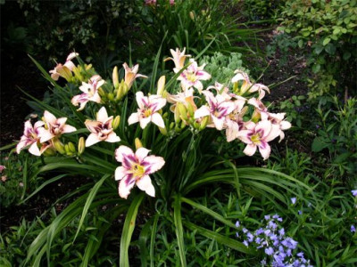 Taglilie.Destined.to.See1.jpg