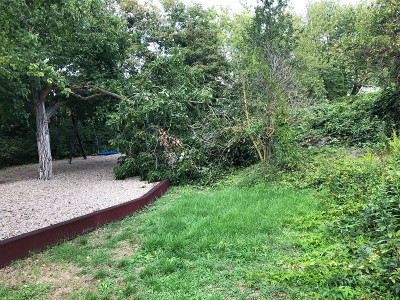 Grünastbruch Juglans 2018.jpg